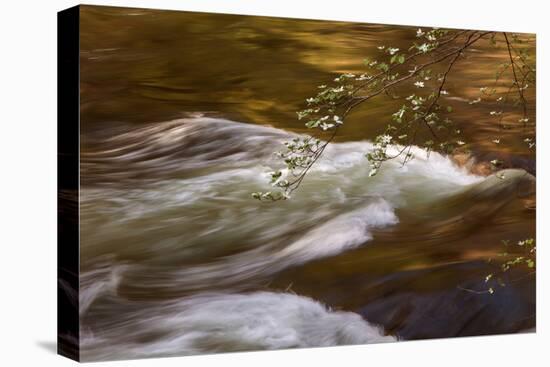 Dogwoods and Late Afternoon Light Reflected in Merced River-Vincent James-Premier Image Canvas