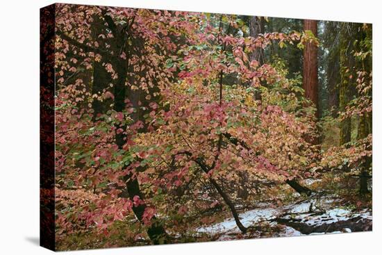 Dogwoods & Sequoia-Alain Thomas-Premier Image Canvas