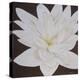 Dolce Bloom-Herb Dickinson-Premier Image Canvas