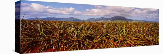 Dole Pineapple Farm, North Shore, Oahu, Hawaii, USA-null-Premier Image Canvas