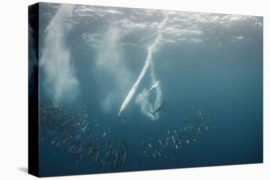 Dolphin and Cape Gannet at Sardine Run, Eastern Cape, South Africa-Pete Oxford-Premier Image Canvas