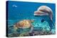 Dolphin and Turtle Underwater on Reef Background Looking at You-Andrea Izzotti-Premier Image Canvas