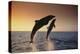 Dolphin Breaching the Oceans Surface-DLILLC-Premier Image Canvas
