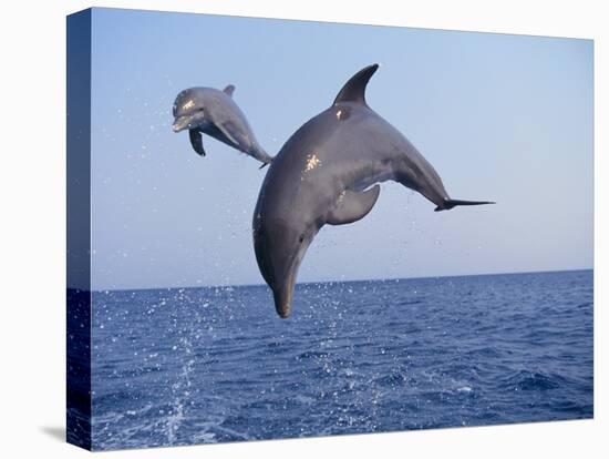 Dolphin Breaching the Oceans Surface-DLILLC-Premier Image Canvas