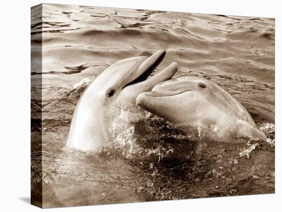 Dolphin Friendship-null-Premier Image Canvas