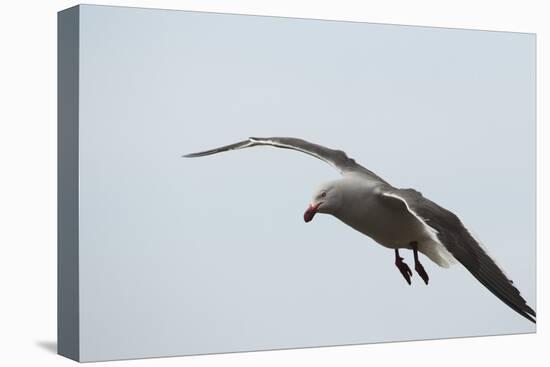 Dolphin Gull-Joe McDonald-Premier Image Canvas