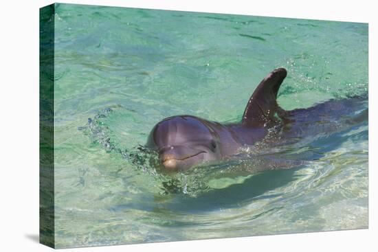 Dolphin in the Ocean, Roatan Island, Honduras-Keren Su-Premier Image Canvas