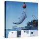 Dolphin Leaping for Ball-Peter Scoones-Premier Image Canvas