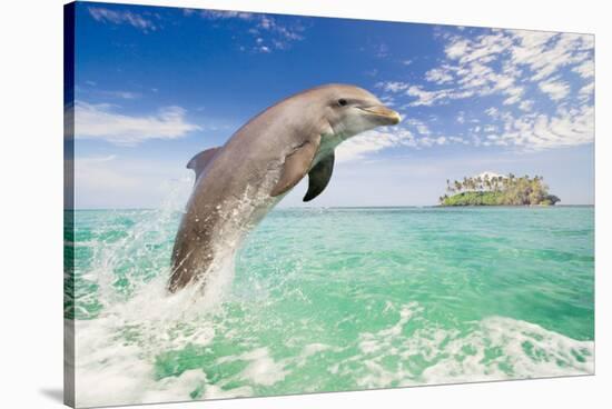 Dolphin Leaping-null-Stretched Canvas