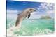 Dolphin Leaping-null-Stretched Canvas