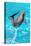 Dolphin Plays In Pool-Michal Bednarek-Premier Image Canvas