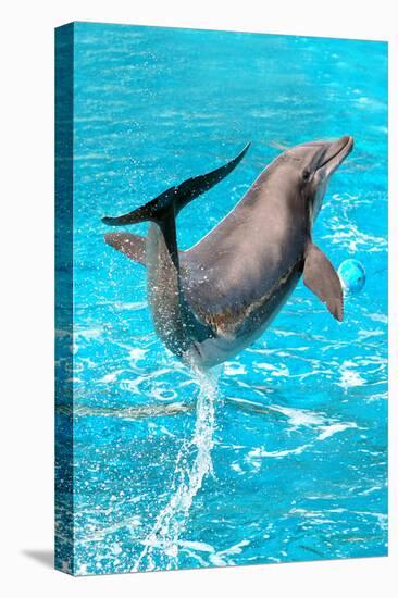 Dolphin Plays In Pool-Michal Bednarek-Premier Image Canvas