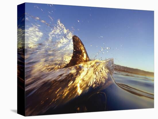 Dolphin Swimming in Ocean-David Pu'u-Premier Image Canvas