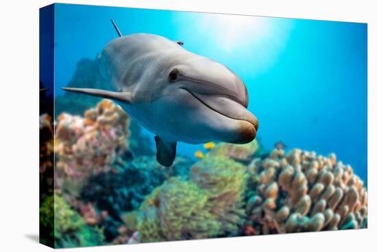 Dolphin Underwater on Reef Background-Andrea Izzotti-Premier Image Canvas