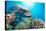 Dolphin Underwater on Reef Background-Andrea Izzotti-Premier Image Canvas