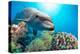 Dolphin Underwater on Reef Background-Andrea Izzotti-Premier Image Canvas