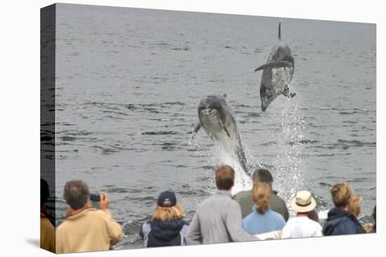 Dolphin watchers being eye balled by two leaping bottlenose dolphin (Tursiops truncatus truncatus)-Charlie Philips-Premier Image Canvas