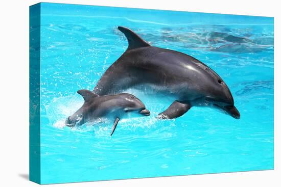 Dolphin With A Baby Floating In The Water-Elena Larina-Premier Image Canvas