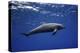 Dolphin-Barathieu Gabriel-Stretched Canvas