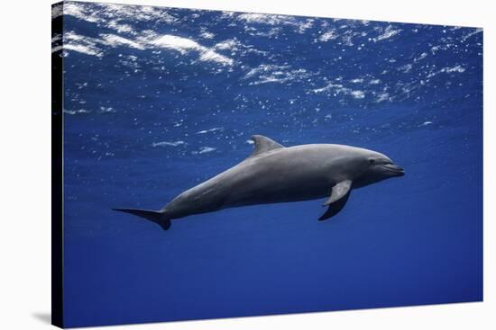 Dolphin-Barathieu Gabriel-Stretched Canvas