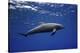 Dolphin-Barathieu Gabriel-Stretched Canvas