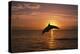 Dolphin-null-Premier Image Canvas