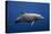 Dolphin-Barathieu Gabriel-Premier Image Canvas