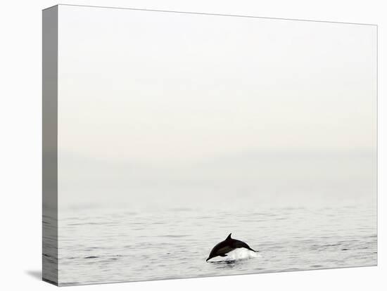 Dolphin-Toula Mavridou-Messer-Premier Image Canvas