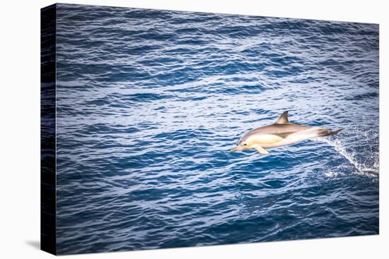 Dolphins Seen Near Whakatane and Tauranga in the Bay of Plenty, North Island, New Zealand, Pacific-Matthew Williams-Ellis-Premier Image Canvas