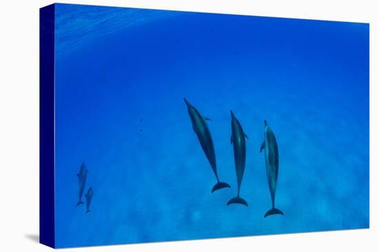 Dolphins Swimming in Pacific Ocean, Hawaii, USA-null-Premier Image Canvas