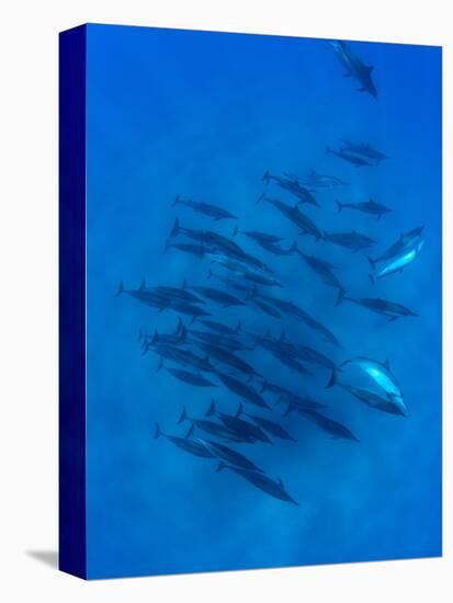 Dolphins Swimming in Pacific Ocean, Hawaii, USA-null-Premier Image Canvas