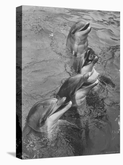 Dolphins Waiting For Fish Handout at Marineland-Peter Stackpole-Premier Image Canvas