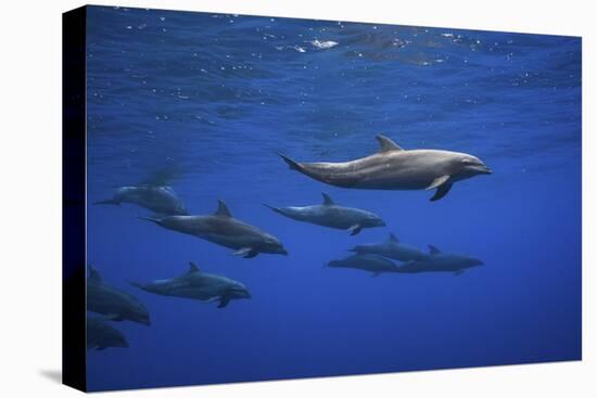 Dolphins-Barathieu Gabriel-Stretched Canvas