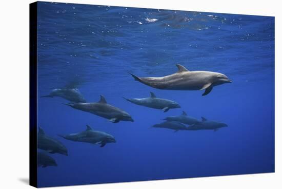 Dolphins-Barathieu Gabriel-Stretched Canvas