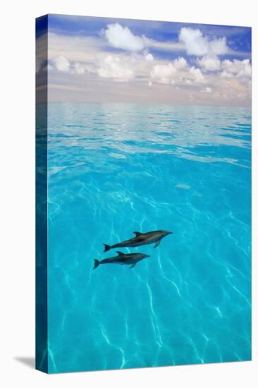 Dolphins-null-Premier Image Canvas