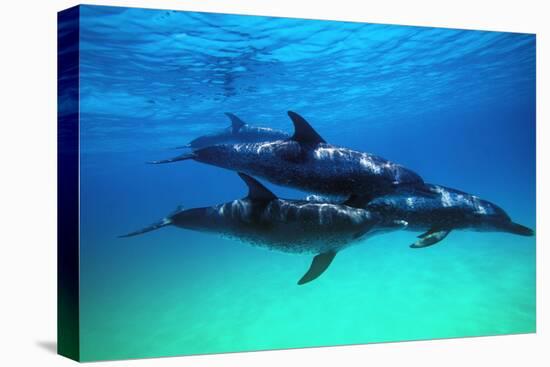 Dolphins-null-Premier Image Canvas