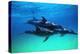 Dolphins-null-Premier Image Canvas