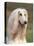 Domesti Dog, Afghan Hound Portrait-Adriano Bacchella-Premier Image Canvas