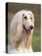 Domesti Dog, Afghan Hound Portrait-Adriano Bacchella-Premier Image Canvas