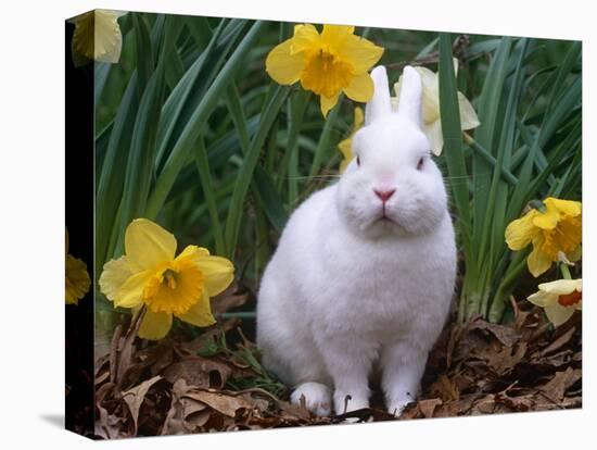 Domestic Albino Netherland Dwarf Rabbit, Amongst Daffodils, USA-Lynn M^ Stone-Premier Image Canvas