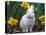 Domestic Albino Netherland Dwarf Rabbit, Amongst Daffodils, USA-Lynn M^ Stone-Premier Image Canvas