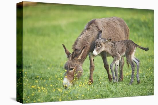 Domestic Ass, Equus Asinus Asinus, Mare, Foal, Meadow, at the Side, Is Standing-David & Micha Sheldon-Premier Image Canvas