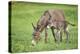 Domestic Ass, Equus Asinus Asinus, Mare, Foal, Meadow, at the Side, Is Standing-David & Micha Sheldon-Premier Image Canvas