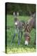 Domestic Ass, Equus Asinus Asinus, Mare, Foal, Meadow, Head-On, Is Standing, Looking into Camera-David & Micha Sheldon-Premier Image Canvas