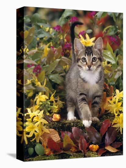 Domestic Cat, 12-Week, Agouti Tabby Kitten Among Yellow Azaleas and Spring Foliage-Jane Burton-Premier Image Canvas