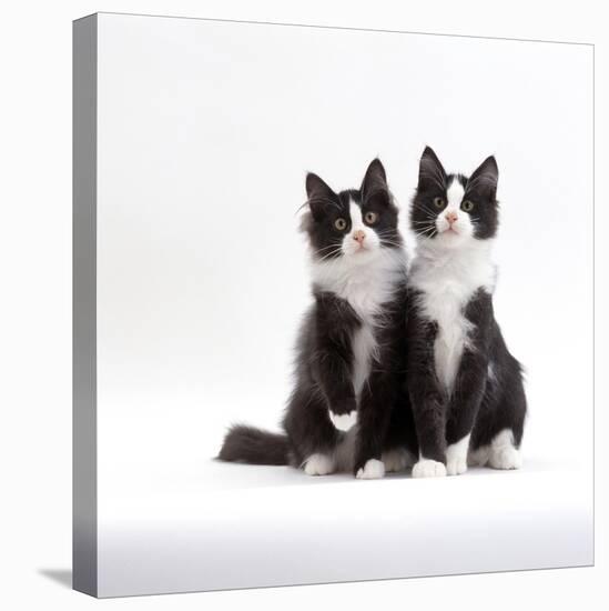 Domestic Cat, 12-Week Identical Brothers, Black-And-White Kittens-Jane Burton-Premier Image Canvas