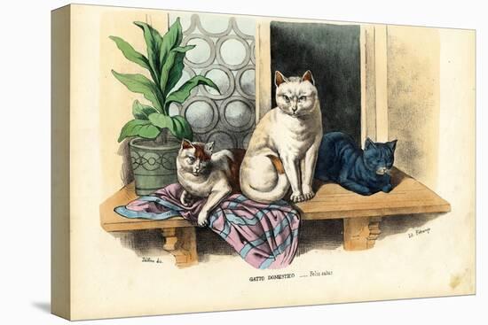 Domestic Cat, 1863-79-Raimundo Petraroja-Premier Image Canvas