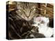 Domestic Cat, 2-Week Tabby and White Kitten Plays with Her Mother's Whiskers in Basket-Jane Burton-Premier Image Canvas