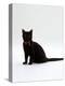 Domestic Cat, 4-Month Black Female Wearing Collar and Tag-Jane Burton-Premier Image Canvas