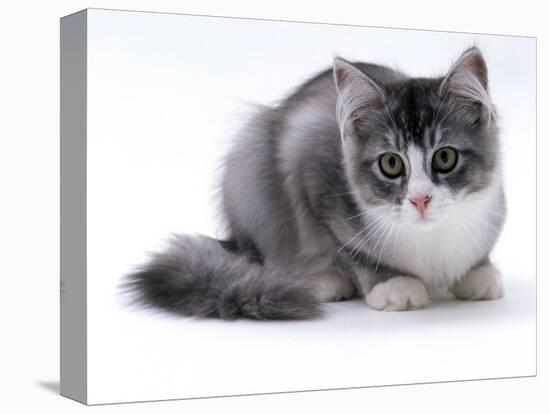Domestic Cat, 5-Month Silver Bicolour Chinchilla-Cross-Jane Burton-Premier Image Canvas